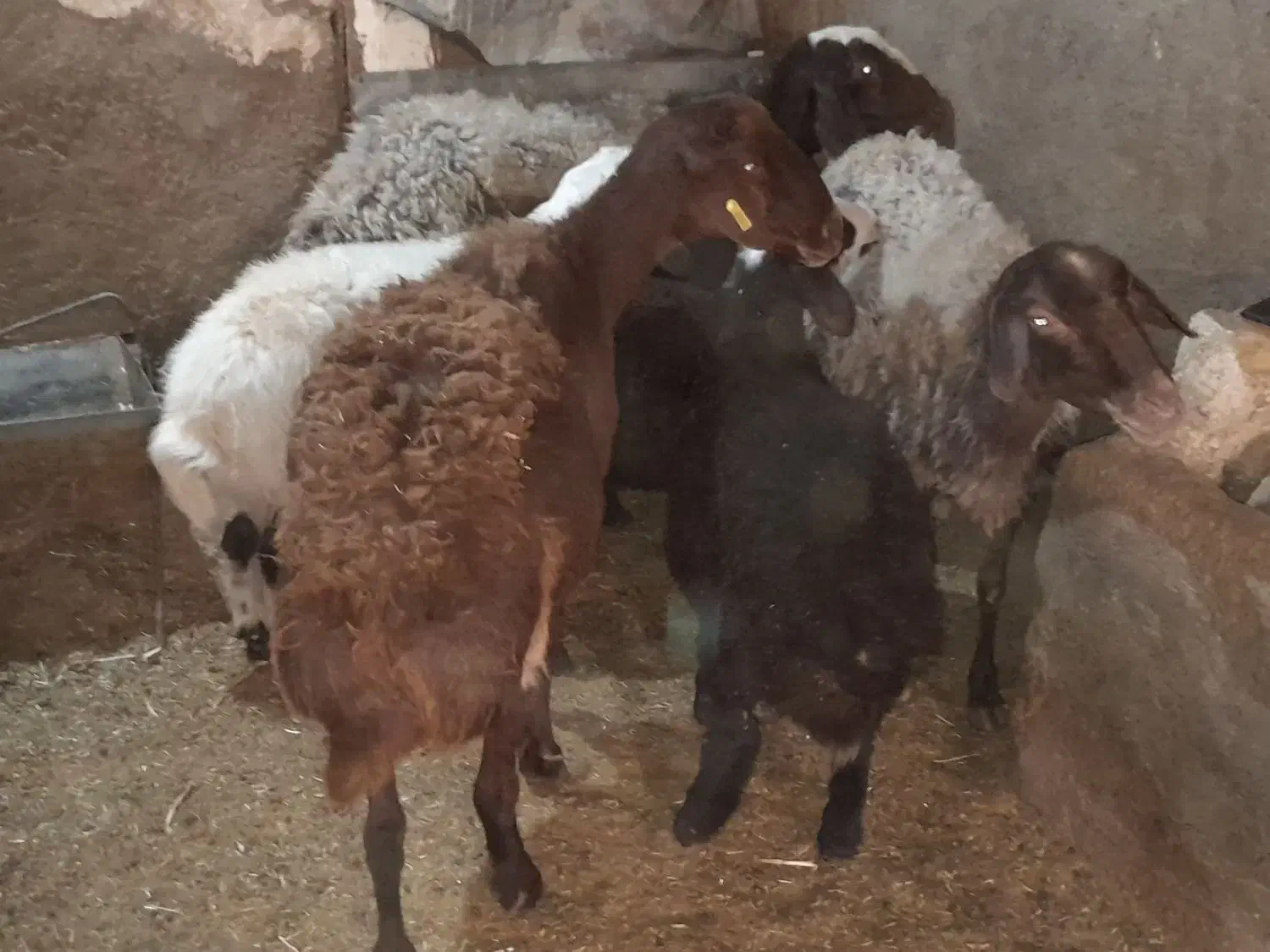 میش بره دار|حیوانات مزرعه|رشتخوار, |دیوار