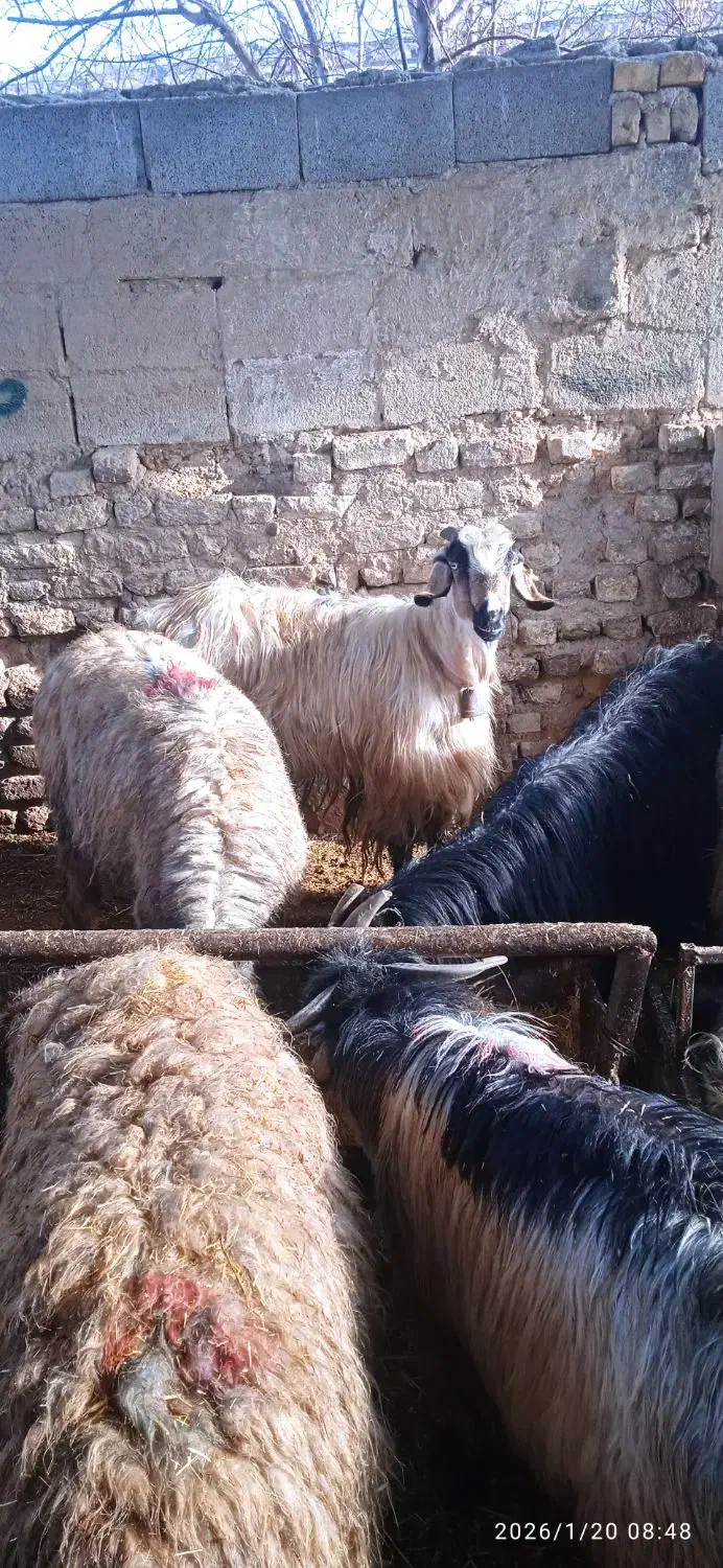 سالار بز جوان|حیوانات مزرعه|مرودشت, محمد آباد|دیوار