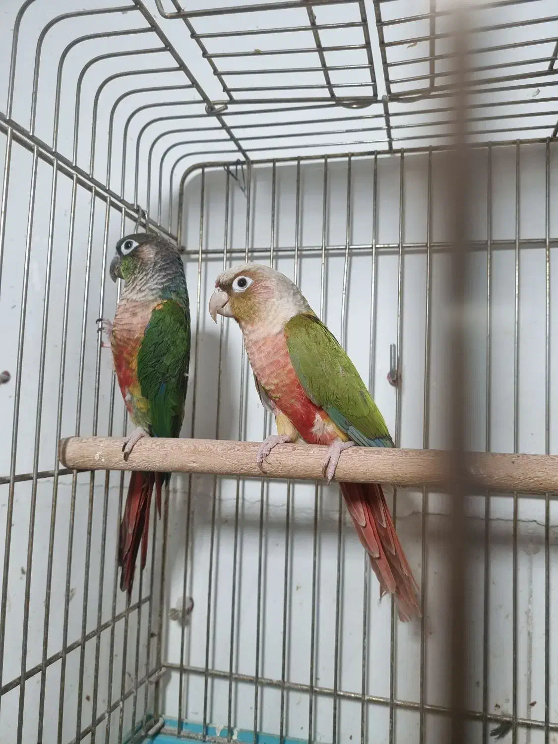 طوطی گرینچگ طوطی برزیلی|پرنده|قرچک, زیبا شهر|دیوار