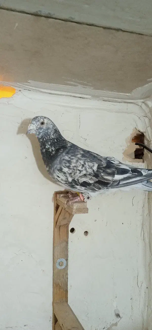 کبوتر فروشی|حیوانات|طبس, |دیوار