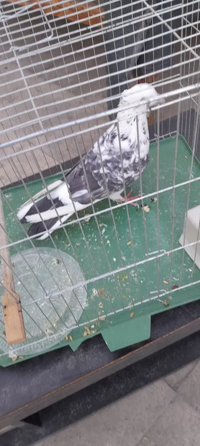 کفتر نر|پرنده|قرچک, زیبا شهر|دیوار