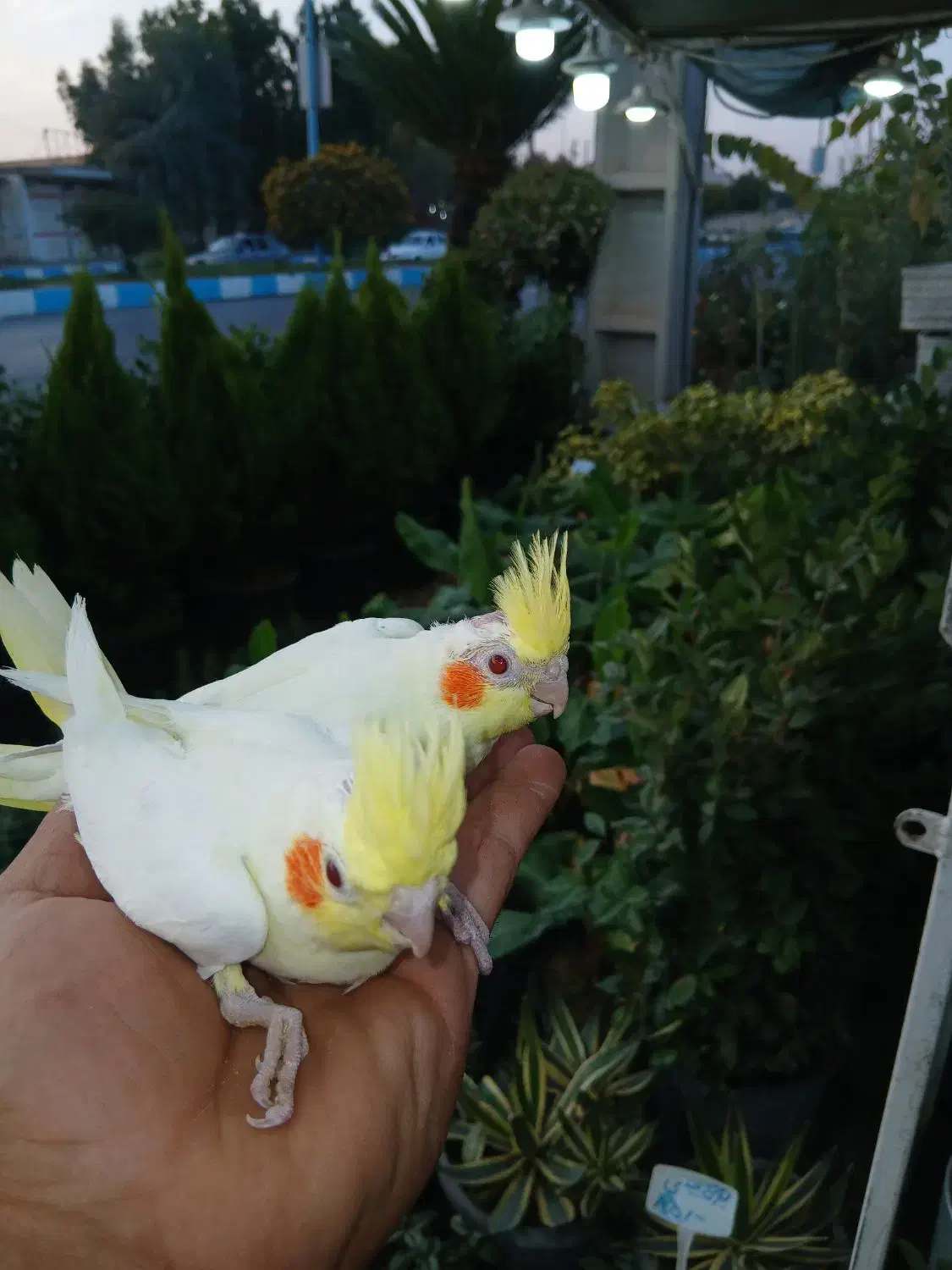 جوجه عروس درجه ۱|پرنده|دزفول, |دیوار