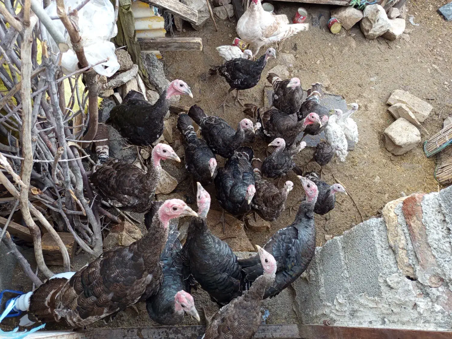 بوقلمون برنز امریکایی|حیوانات مزرعه|سیوان, |دیوار