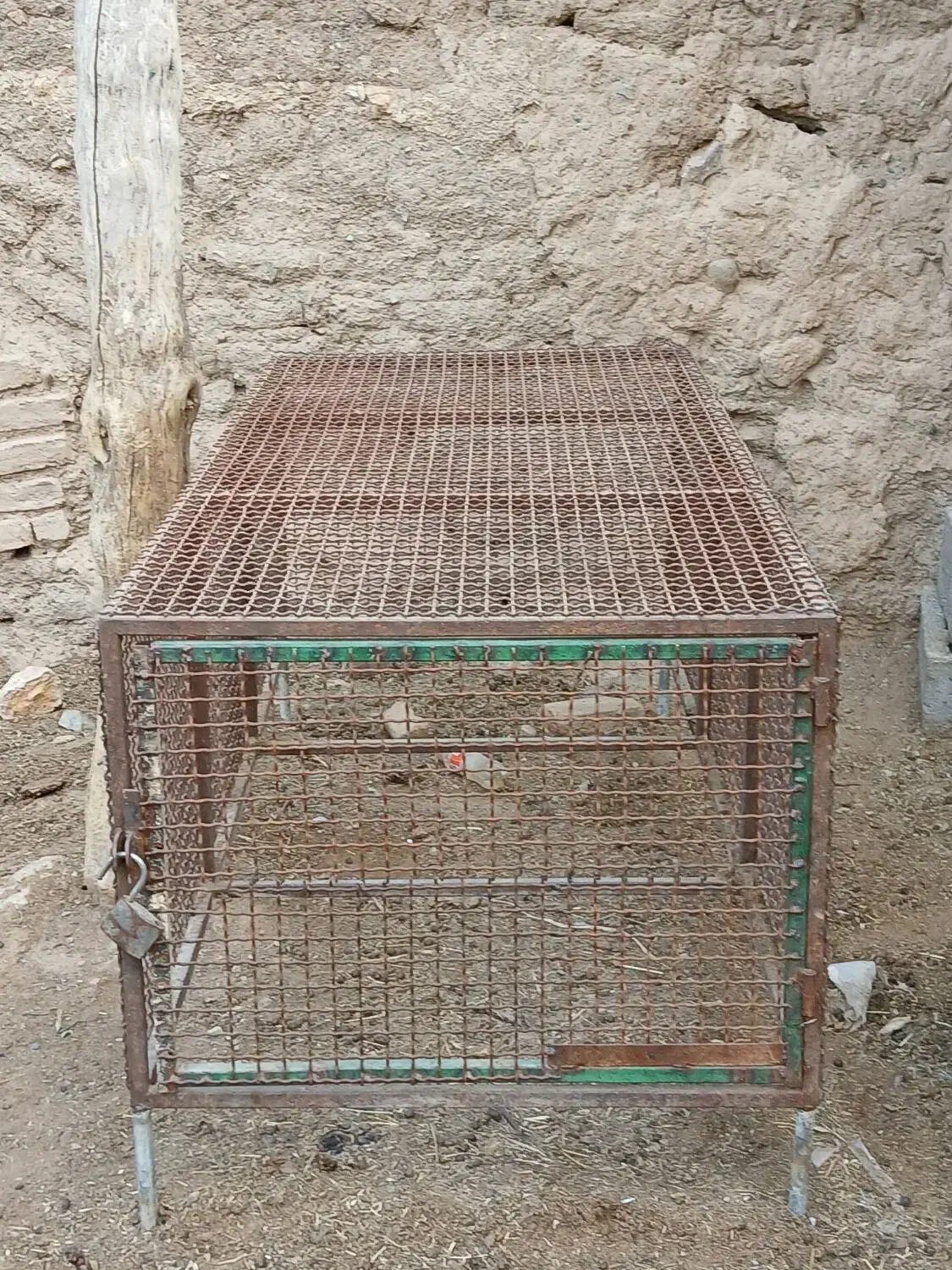 ملاس چقدرقند.|لوازم جانبی حیوانات|بردسکن, |دیوار