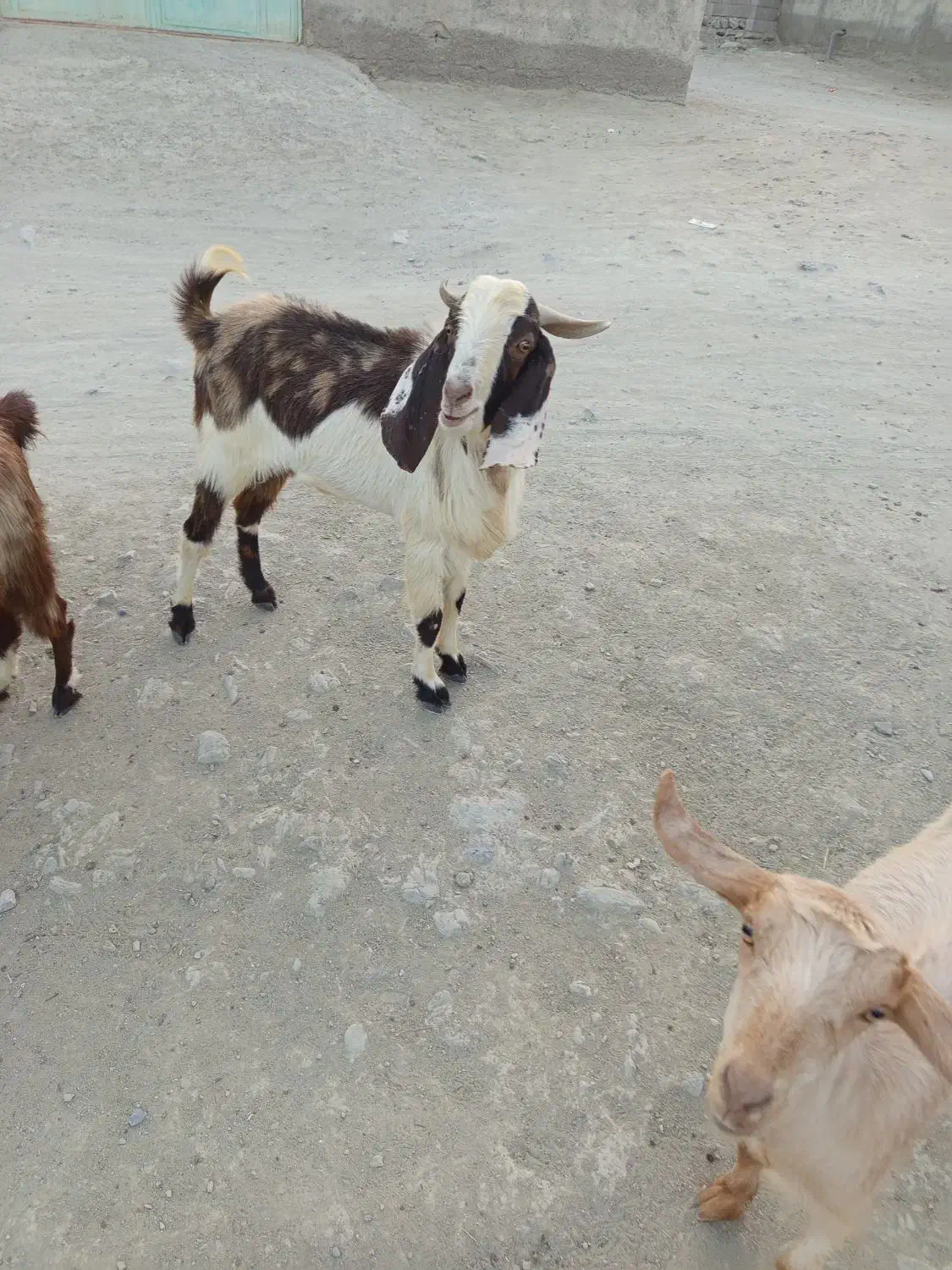 فروشی نری دو رگه|حیوانات مزرعه|بشاگرد, |دیوار