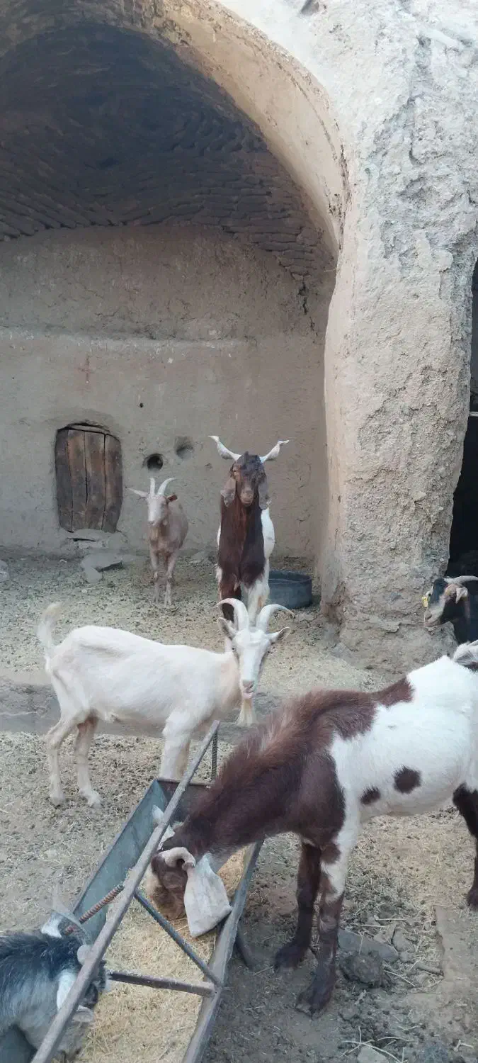 تکه از جنس کاموری|حیوانات مزرعه|بجستان, |دیوار