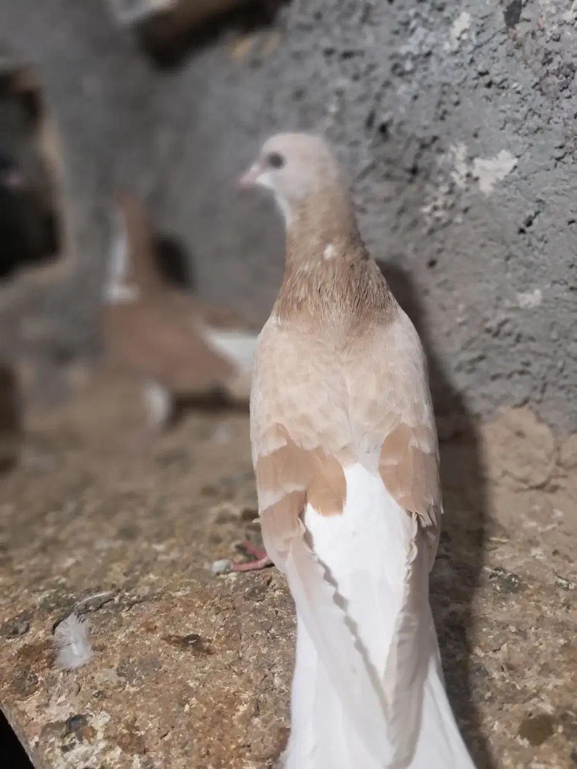 کله ای شهری|پرنده|بندر ماهشهر, |دیوار