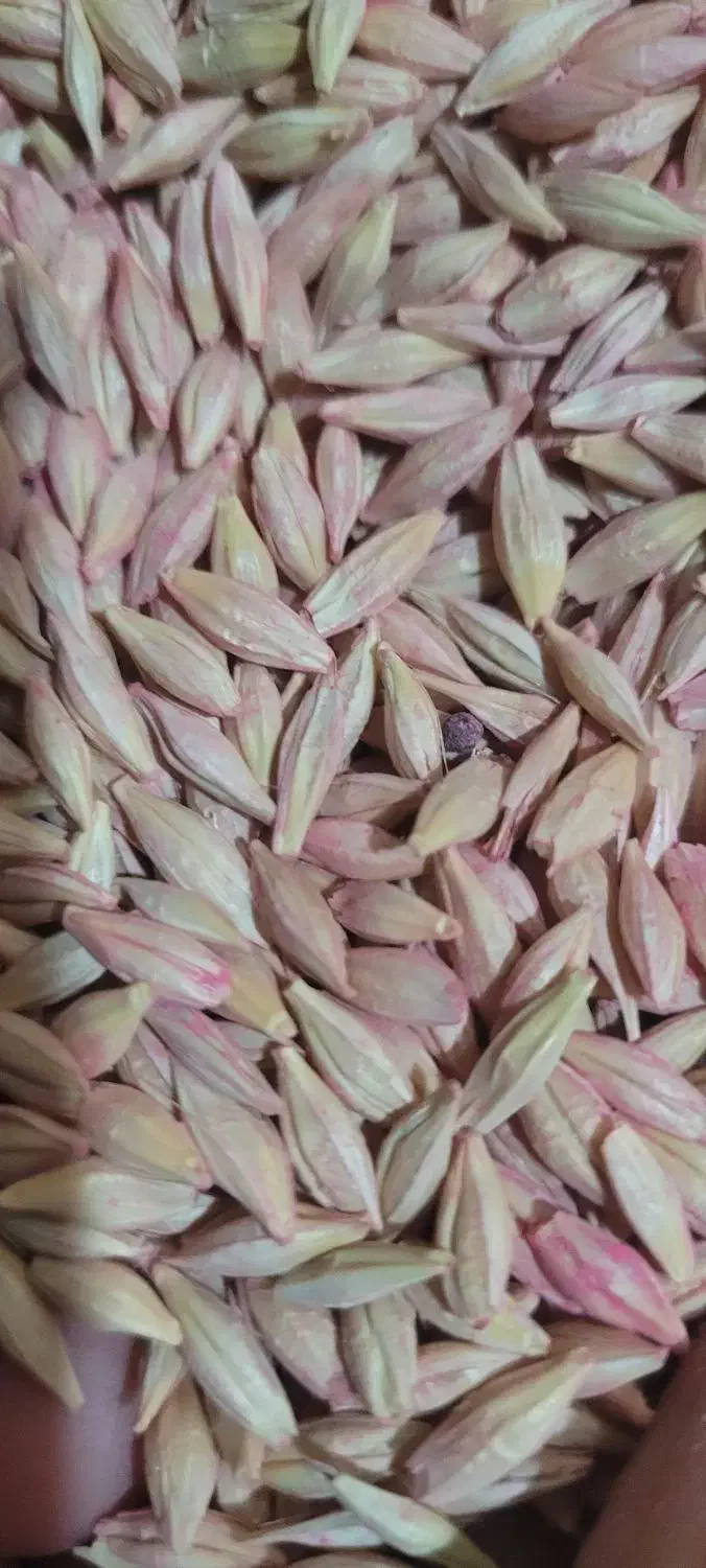 جوابی|گل و گیاه طبیعی|بروجرد, |دیوار