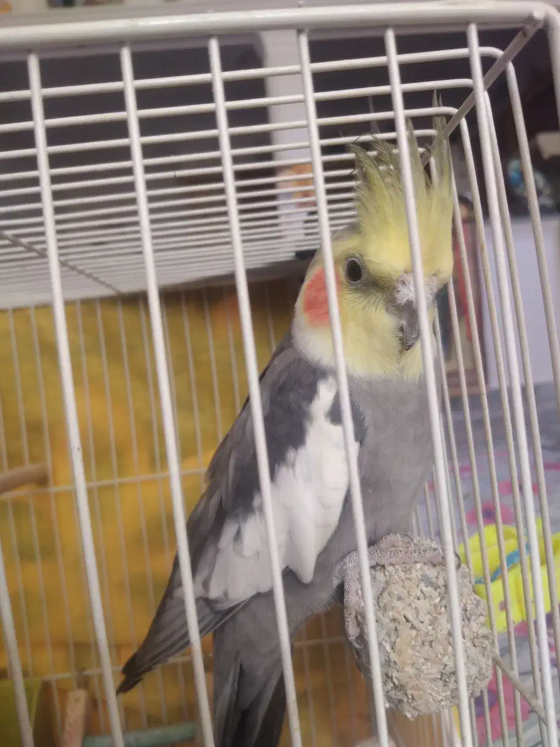 عروس هلندی نر آماده برای جفت گیری|پرنده|مشهد, امیرآباد|دیوار