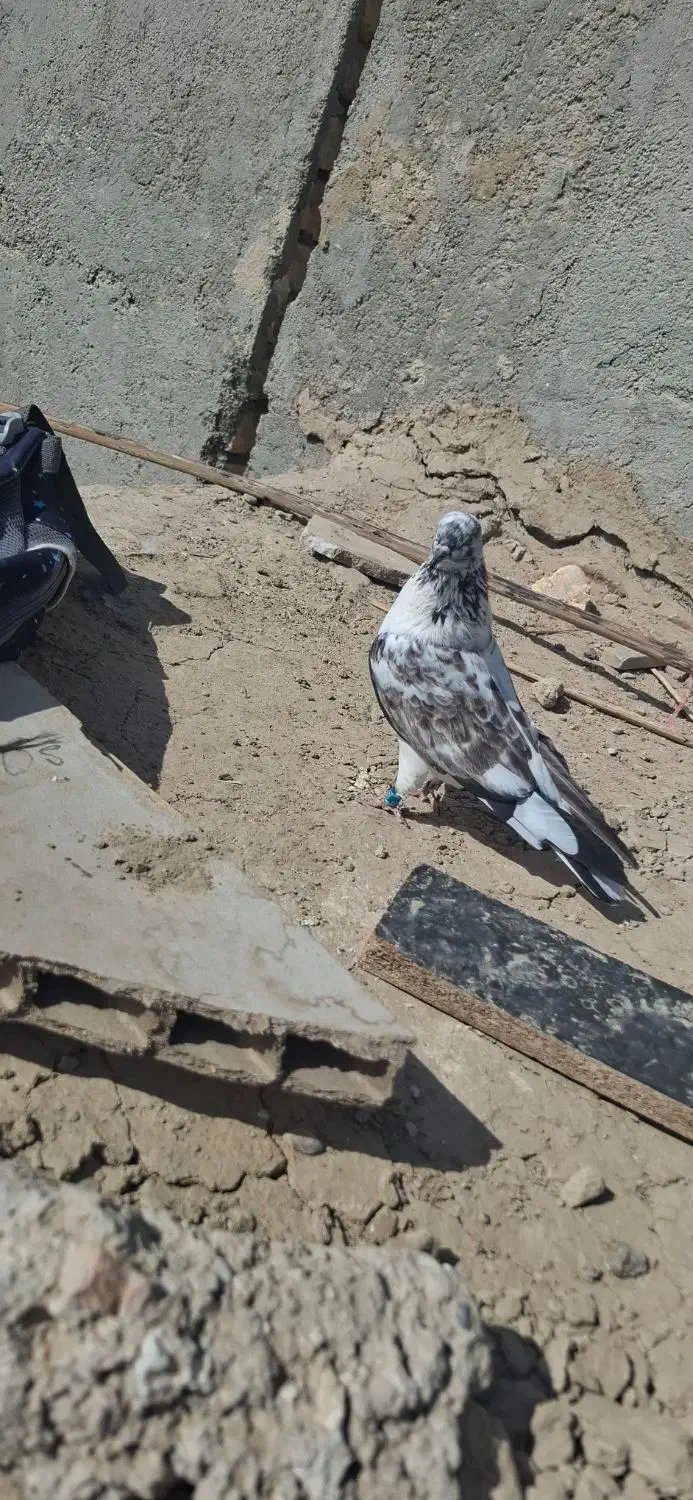 کبوتر گرفتنی|پرنده|هیرمند, |دیوار