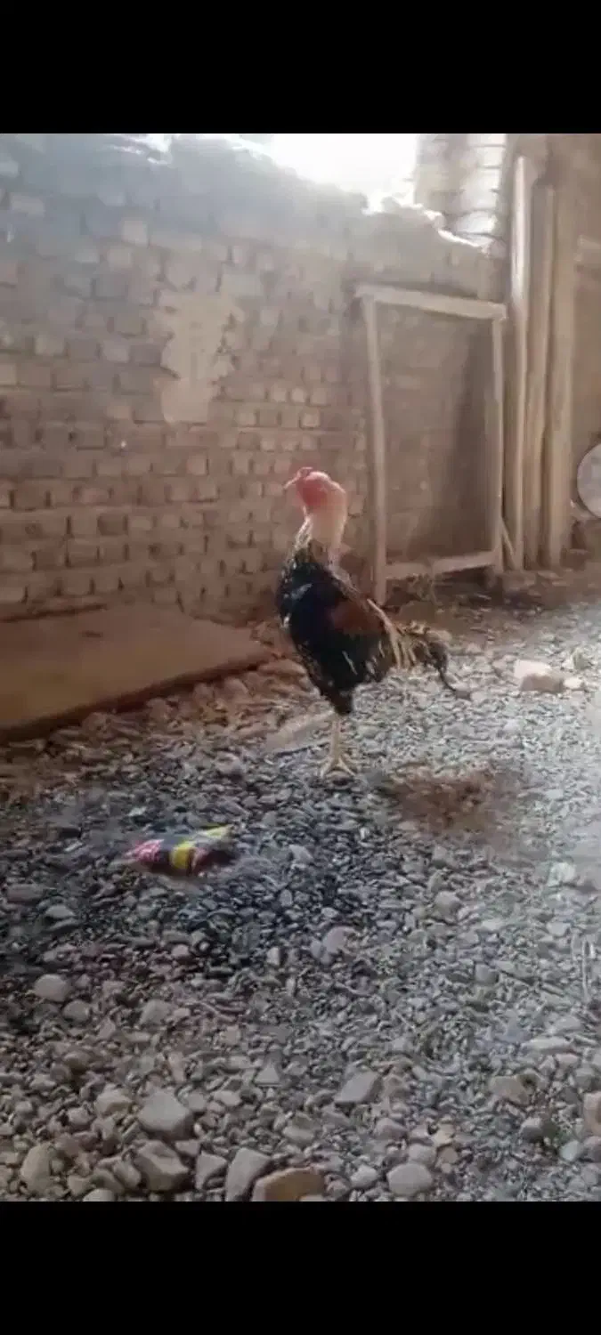 فروش یک عدد خروس لاری|حیوانات مزرعه|شبستر, |دیوار