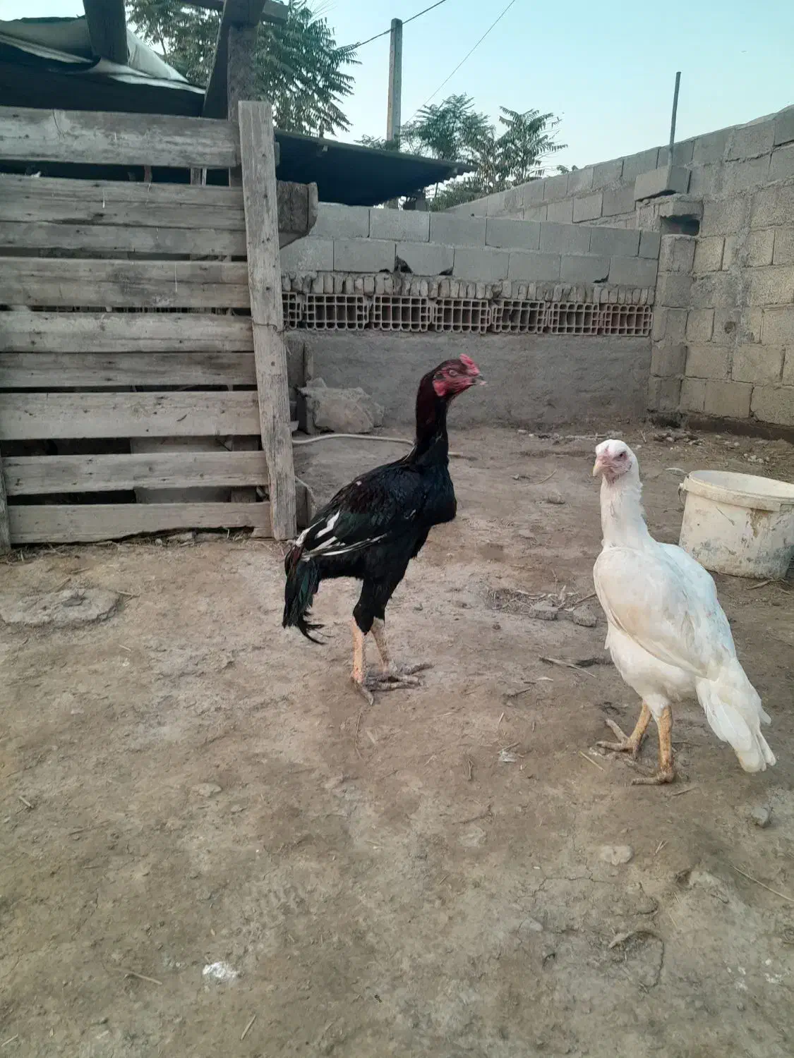 جوجه خروس لاری و مرغ لاری|حیوانات مزرعه|گرگان, |دیوار