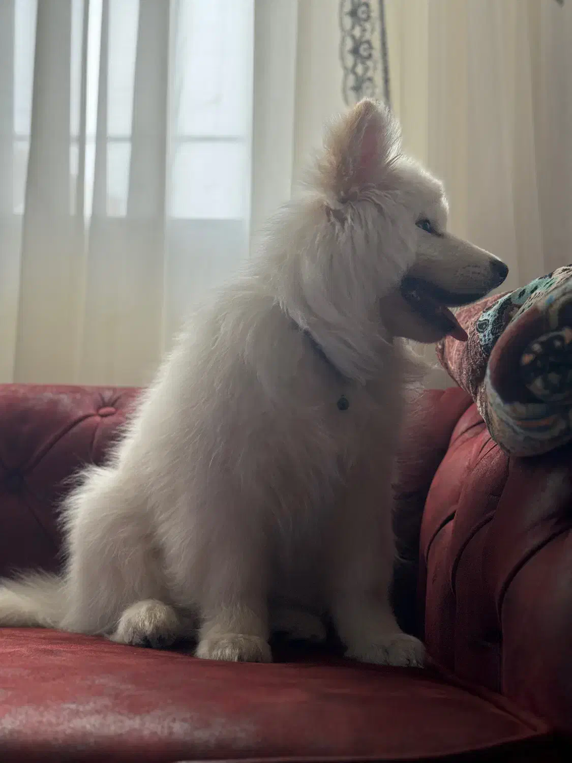 توله سامویید|سگ|ری, جوانمرد قصاب|دیوار