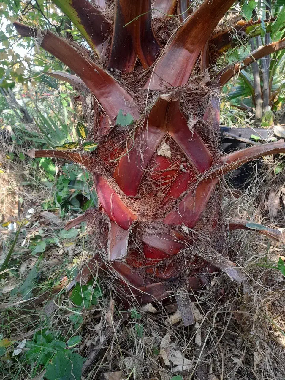 پالم زمینی|گل و گیاه طبیعی|رودسر, |دیوار