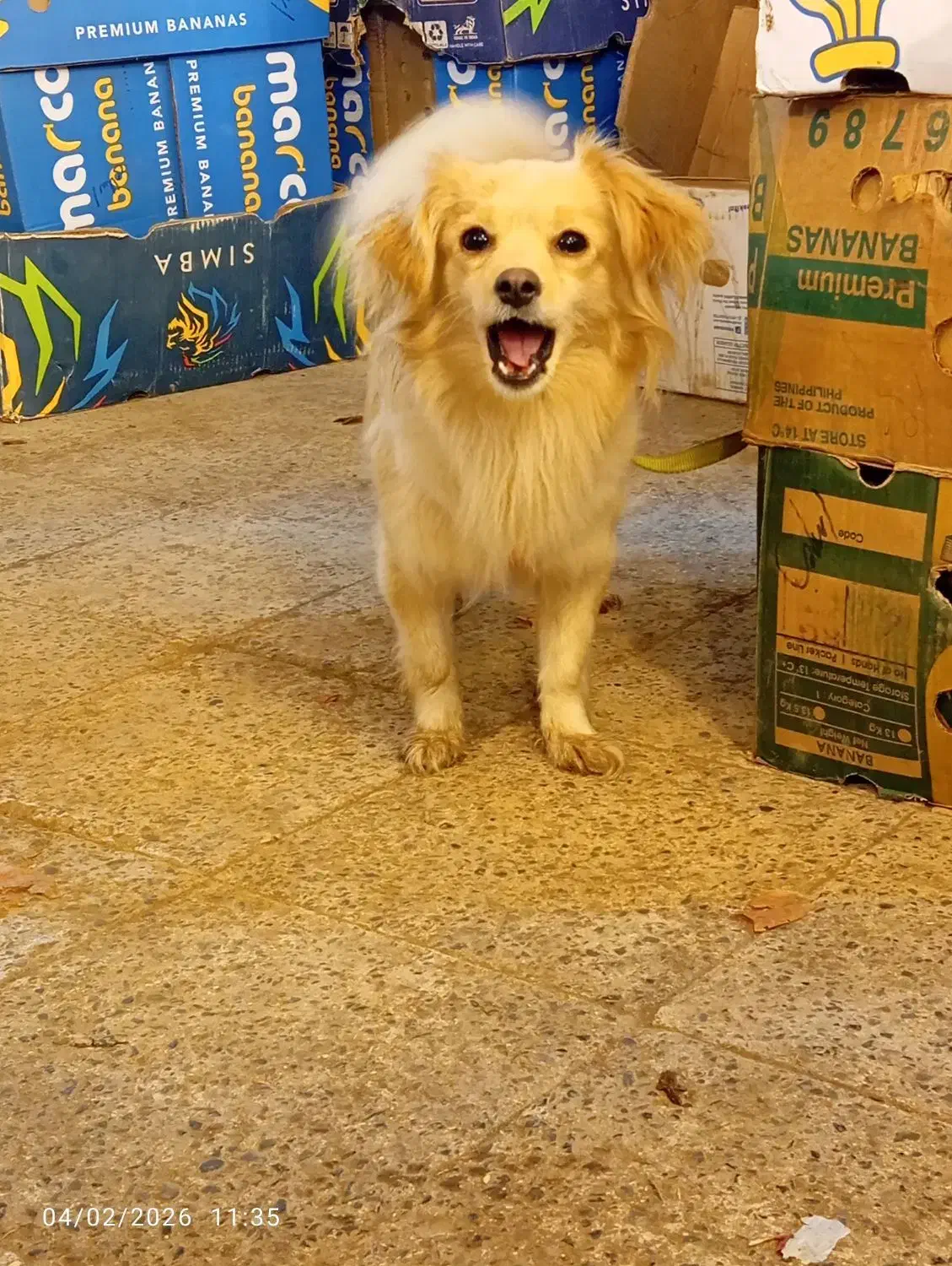 سگ خونگی|سگ|آستانه اشرفیه, |دیوار