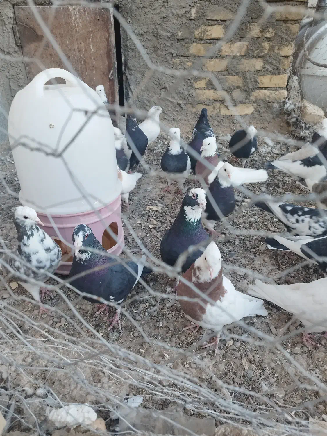 کفترفورشی کوهبنان|پرنده|کوهبنان, |دیوار