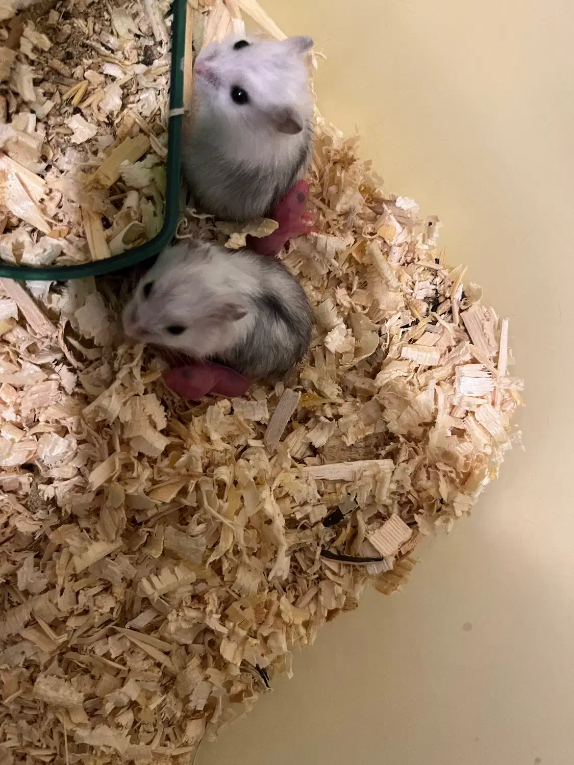 همستر نژاد کمپل|موش و خرگوش|تبریز, |دیوار