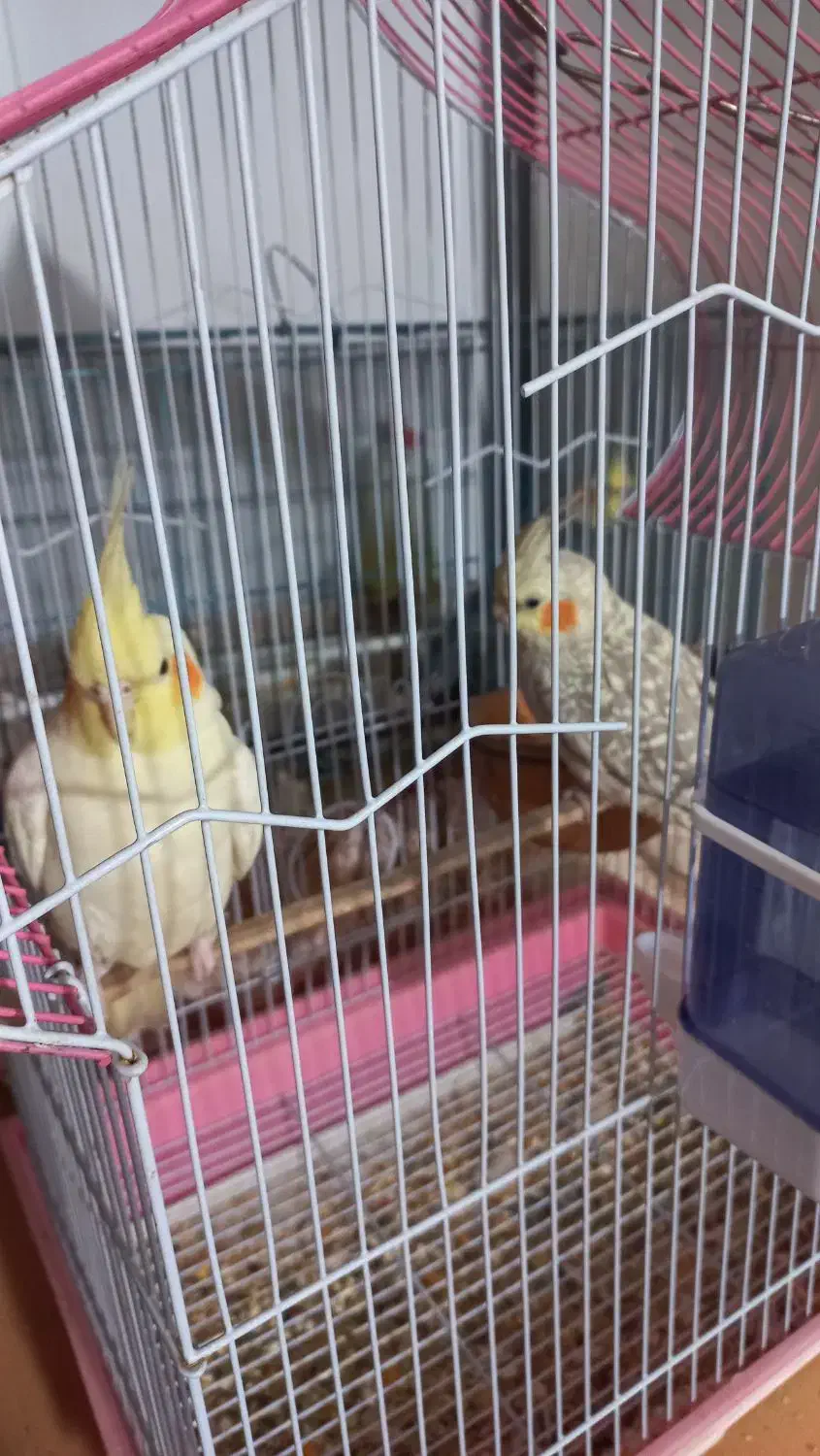 دو تا عروس هلندی جوجه ماده|پرنده|فردیس, سپید دشت|دیوار