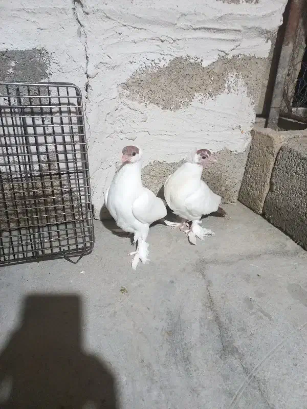 کبوتر کله دمبی (هلمت)|پرنده|لنده, |دیوار