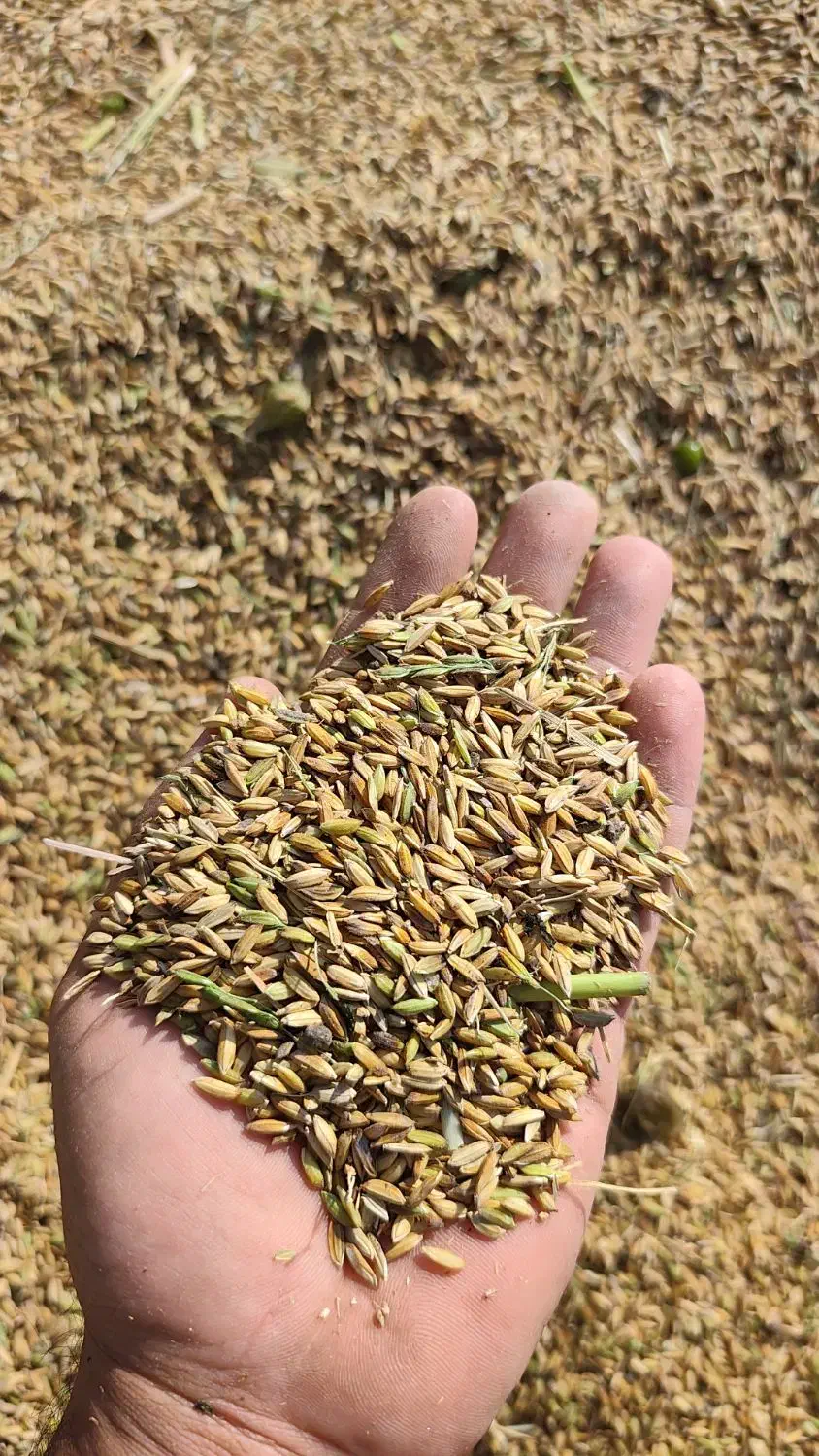 شلتک شلتوک برنج|عمده‌فروشی|کرخه, |دیوار