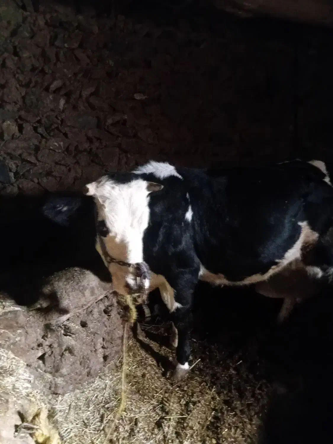 گاو|حیوانات مزرعه|کلاترزان, |دیوار