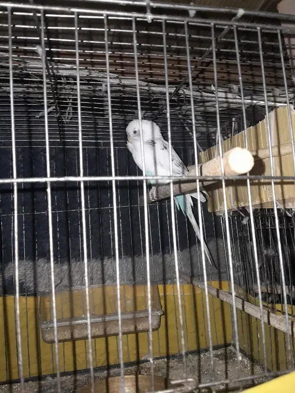 مرغ عشق نر دو رگه|پرنده|قلعه نو, |دیوار