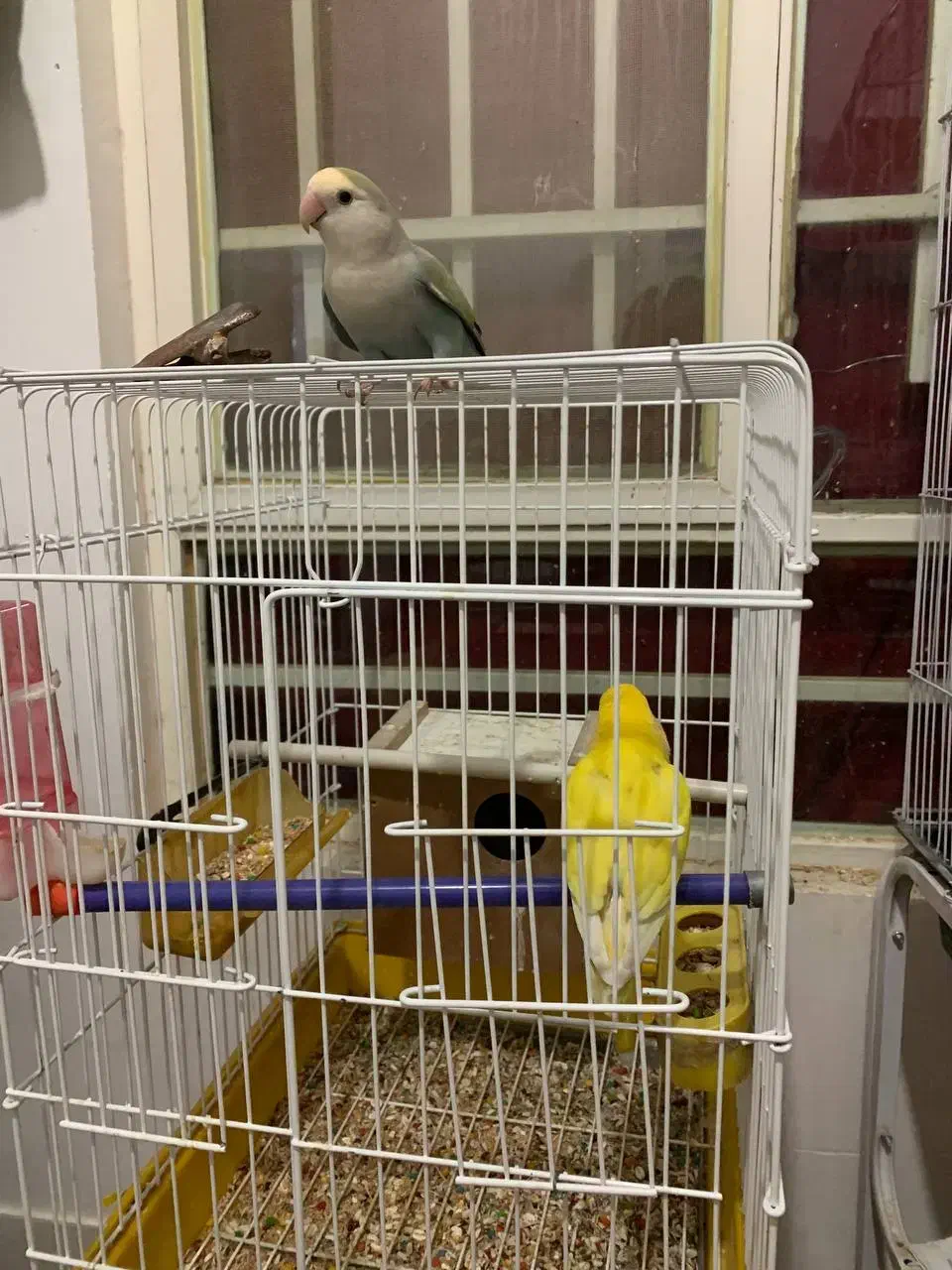 کوتوله سخنگو خوشرنگ جفت وجوجه توضیحو بخون|پرنده|گلبهار, نوبهار|دیوار