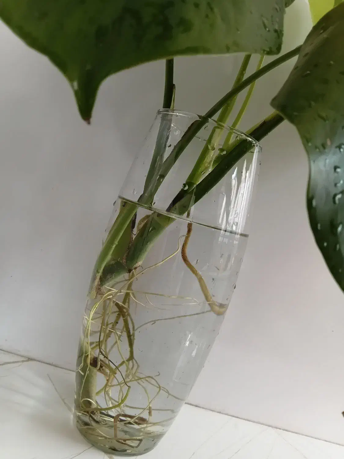 گل برگ انجیری|گل و گیاه طبیعی|اصفهان, شیخ طوسی|دیوار