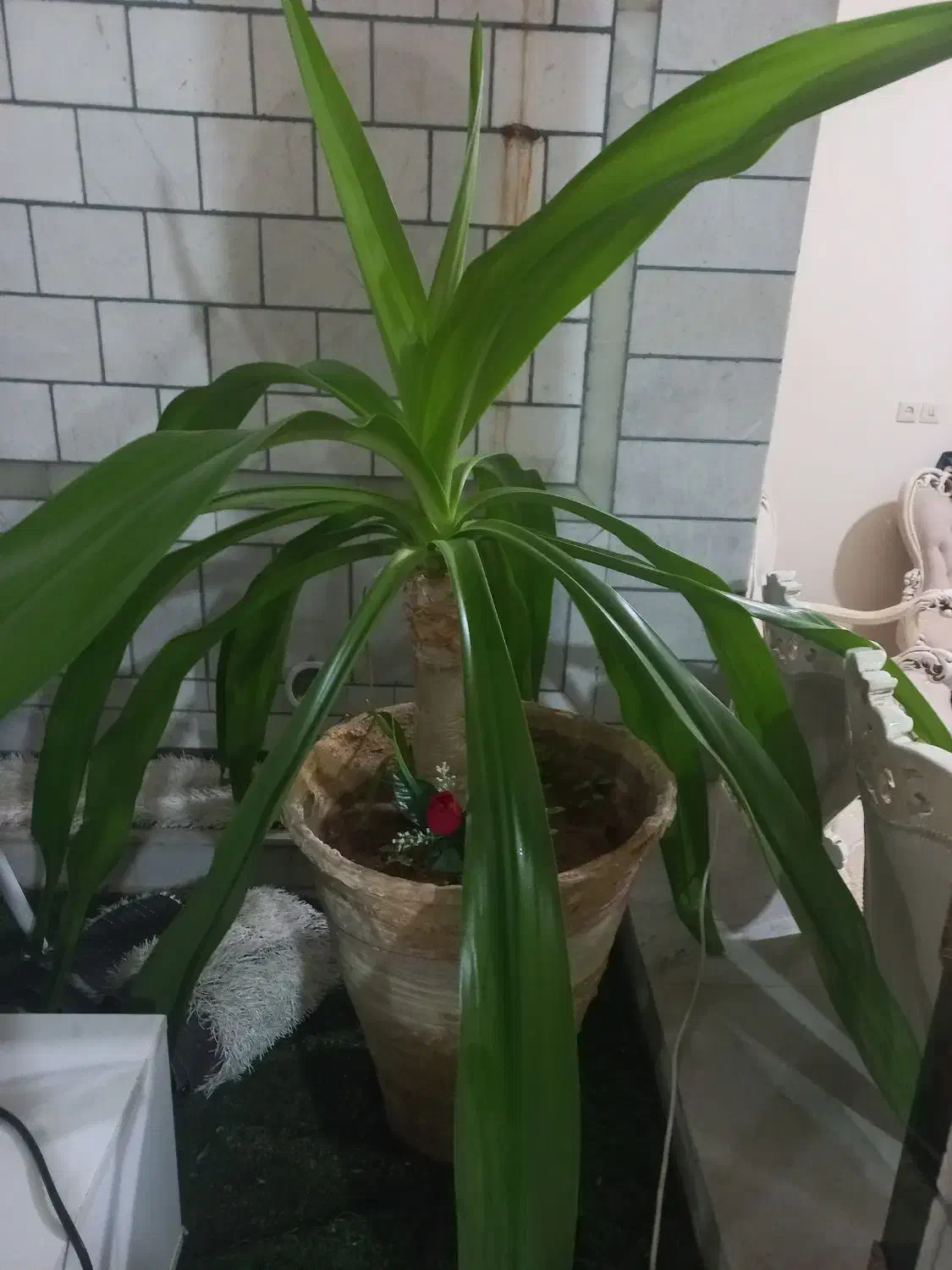 فروش گل|گل و گیاه طبیعی|زرند, |دیوار