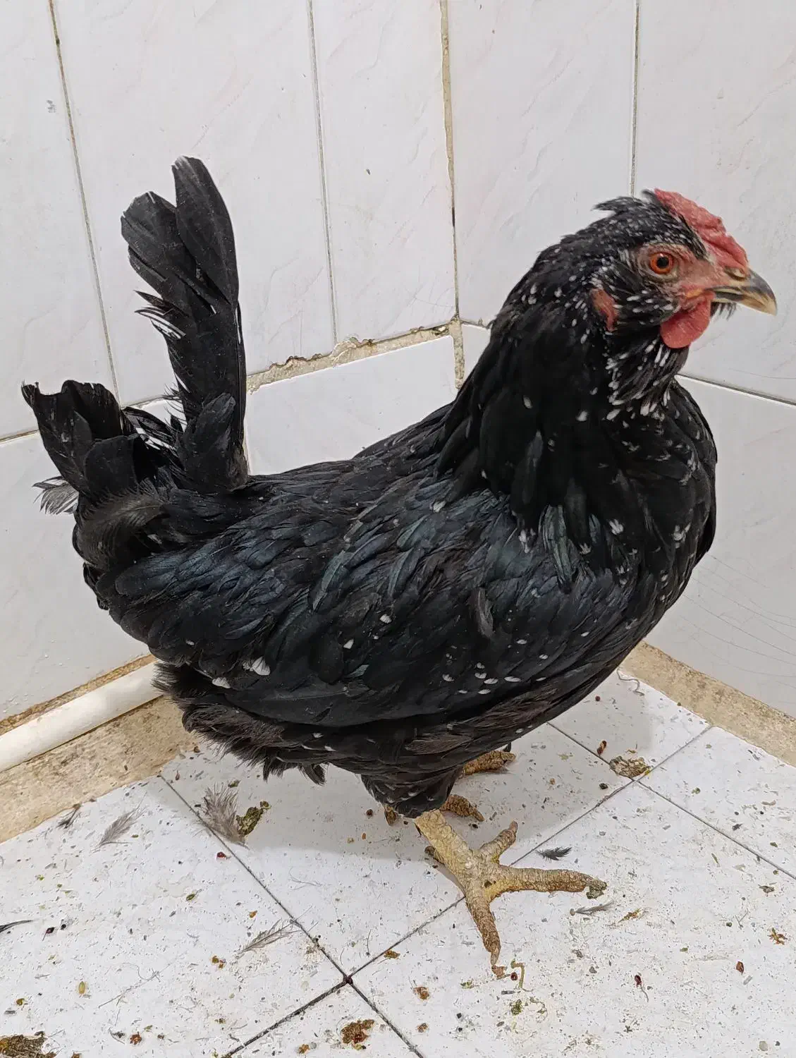 1عدد مرغ کوشین|حیوانات مزرعه|تهران, آهنگران (سراسیاب دولاب)|دیوار