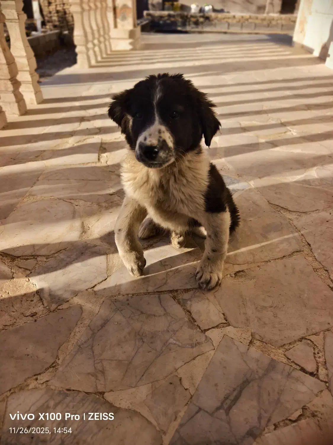 سگ سرابی حمایتی|سگ|مشهد, ابوذر|دیوار