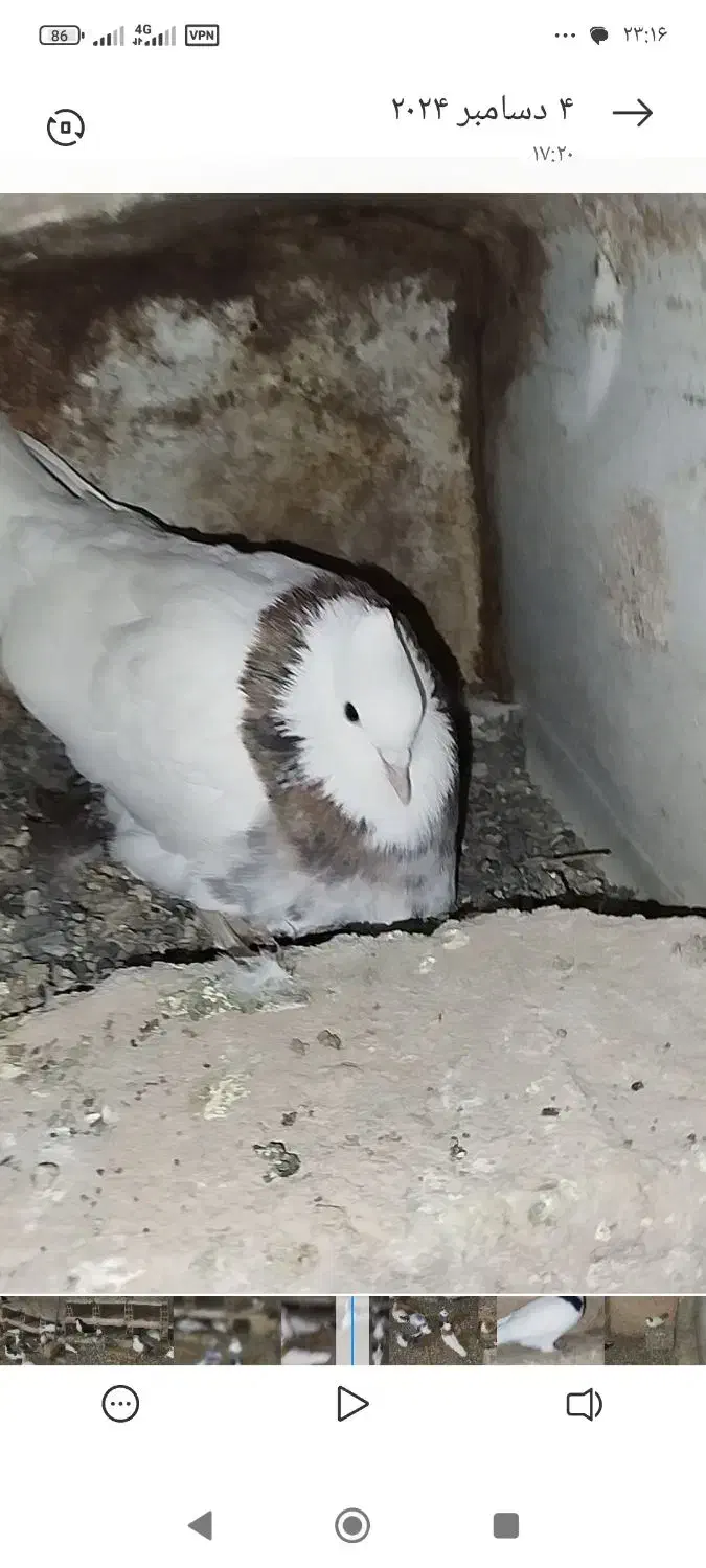 طوقی|پرنده|سبزوار, پیروزی|دیوار