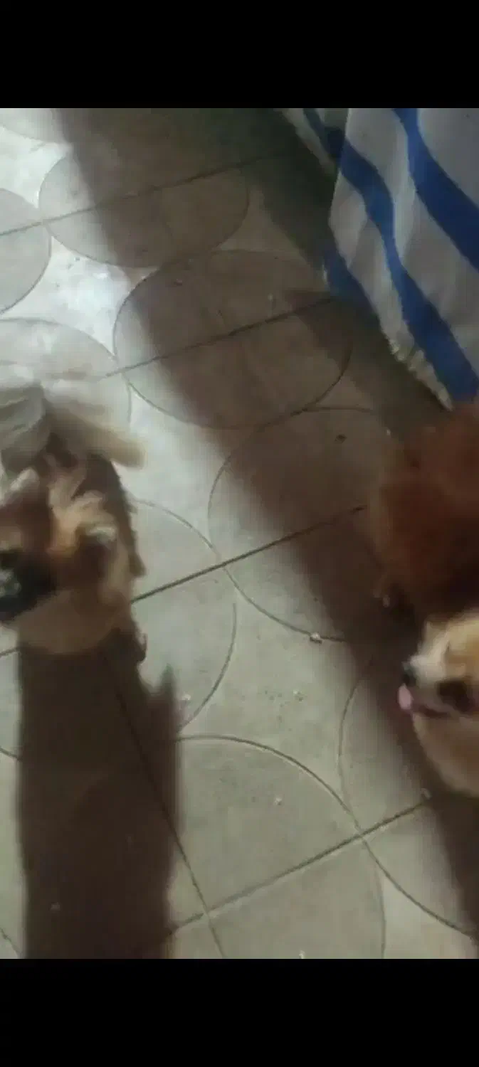 سگ پامر روباهی اصل|سگ|آبپخش, |دیوار