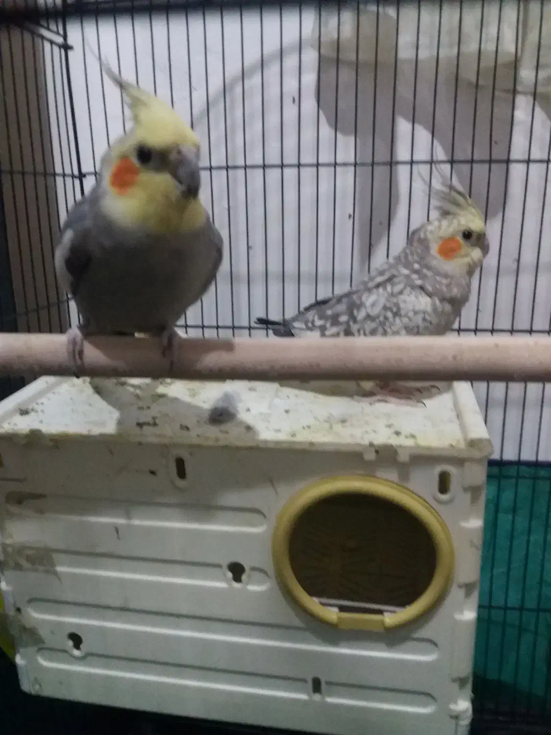 عروس هلندی نرو ماده|پرنده|کنگاور, |دیوار