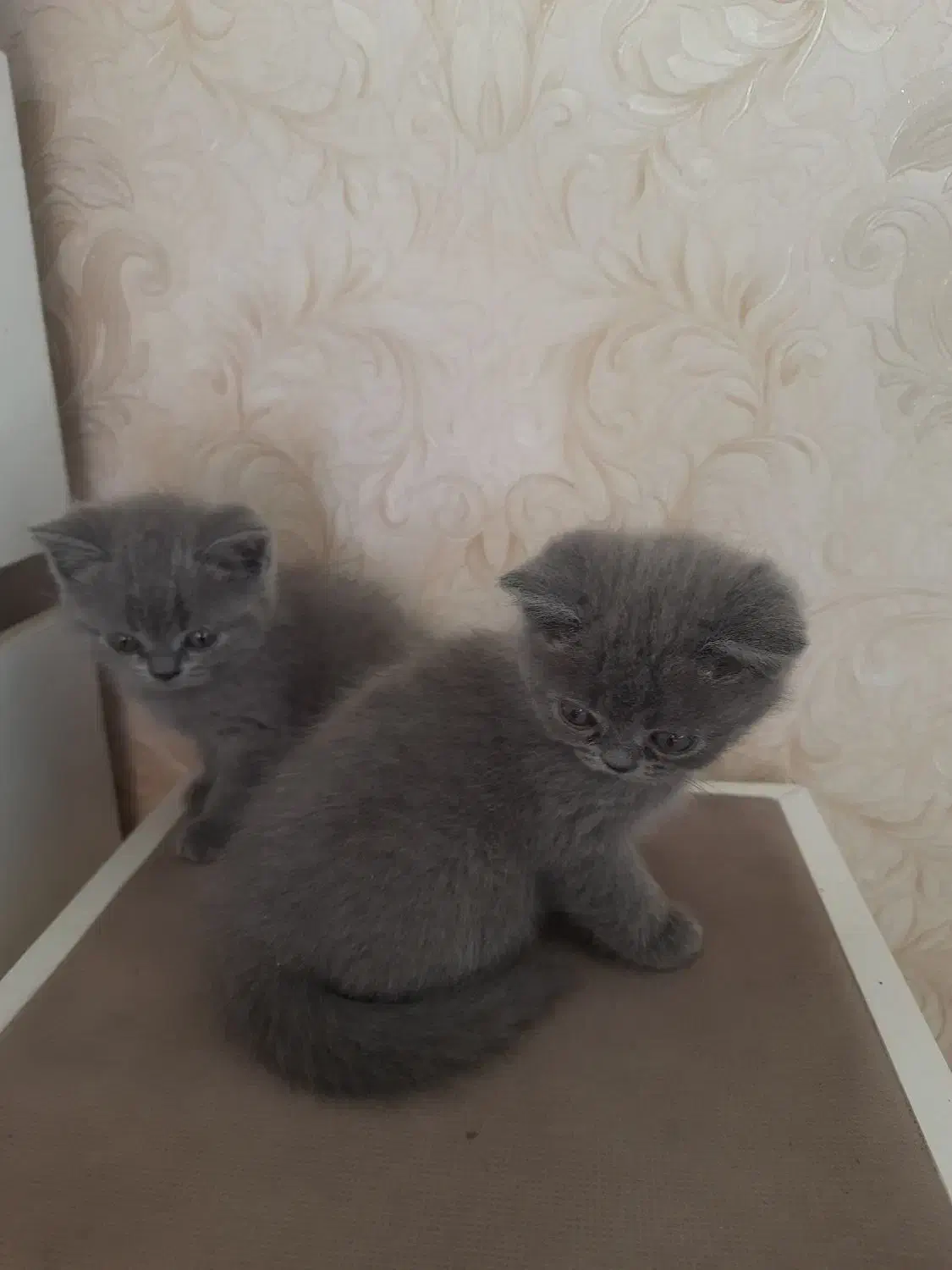 گربه پرشین اسکاتیش مشگی|گربه|ری, دولت‌آباد|دیوار