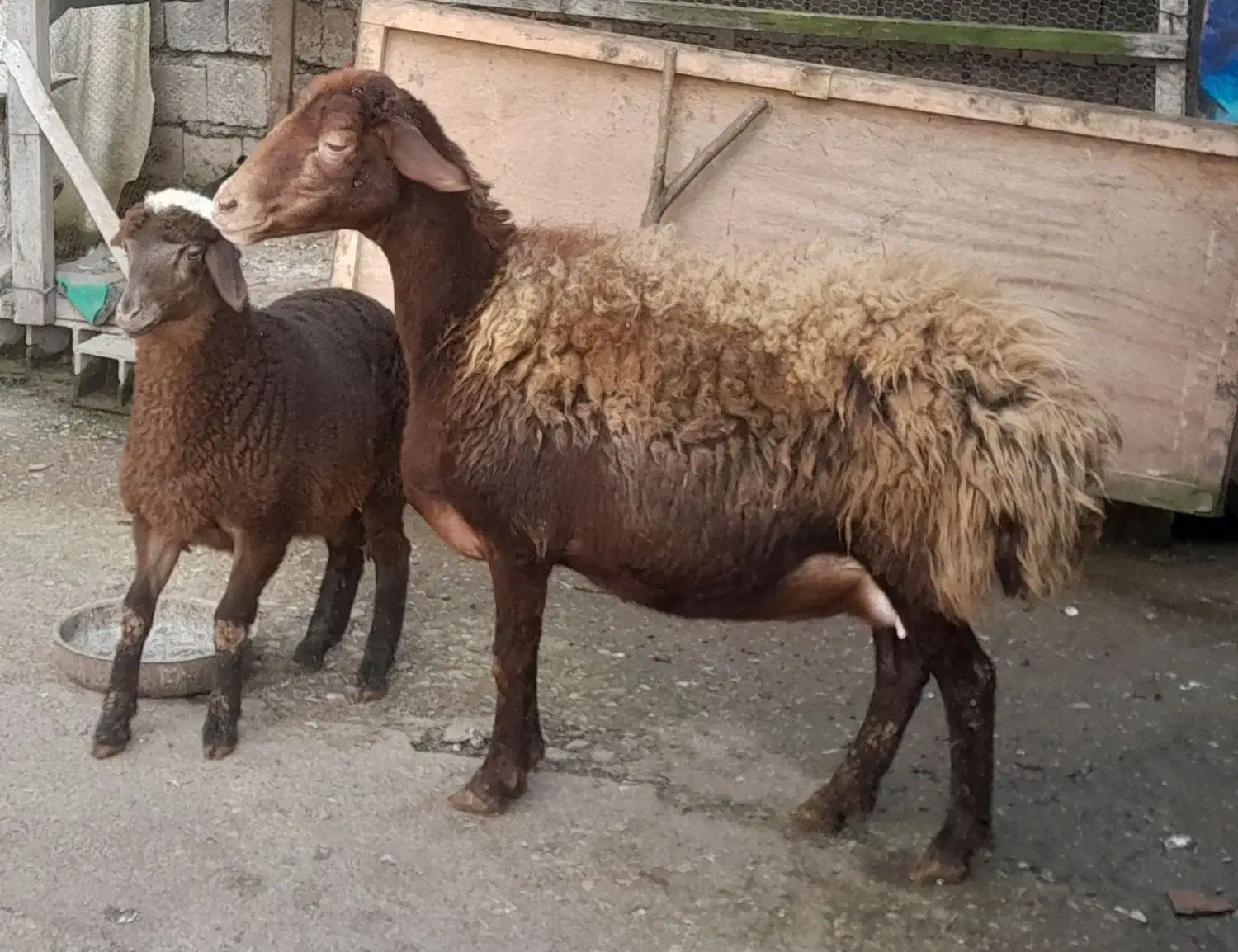 گوسفند بابره ماده|حیوانات مزرعه|شیرگاه, |دیوار