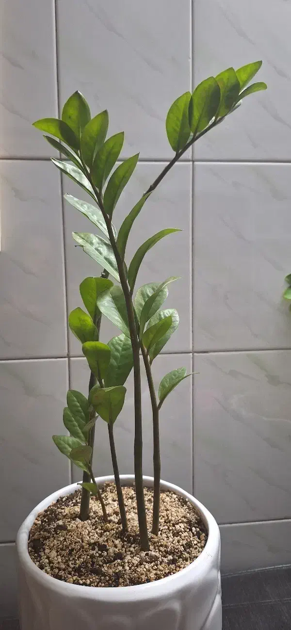 گل زاموفولیا و گل بونسای شفلرا|گل و گیاه طبیعی|مشهد, پروین اعتصامی|دیوار