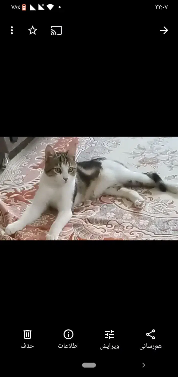 گمشده|حیوانات|قوچان, |دیوار