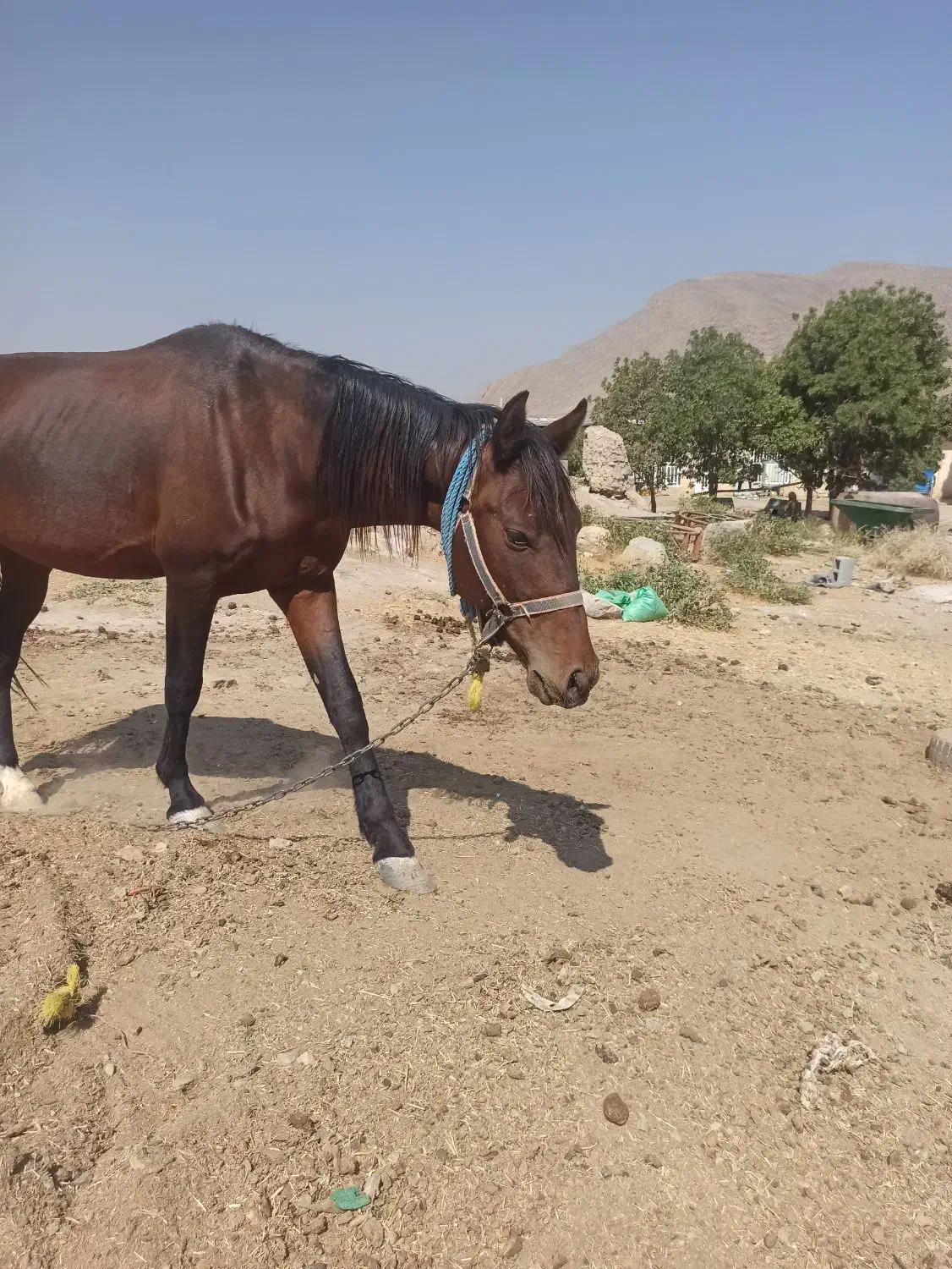 اسب نر نجیب ورام|اسب و تجهیزات اسبسواری|بیضا, |دیوار