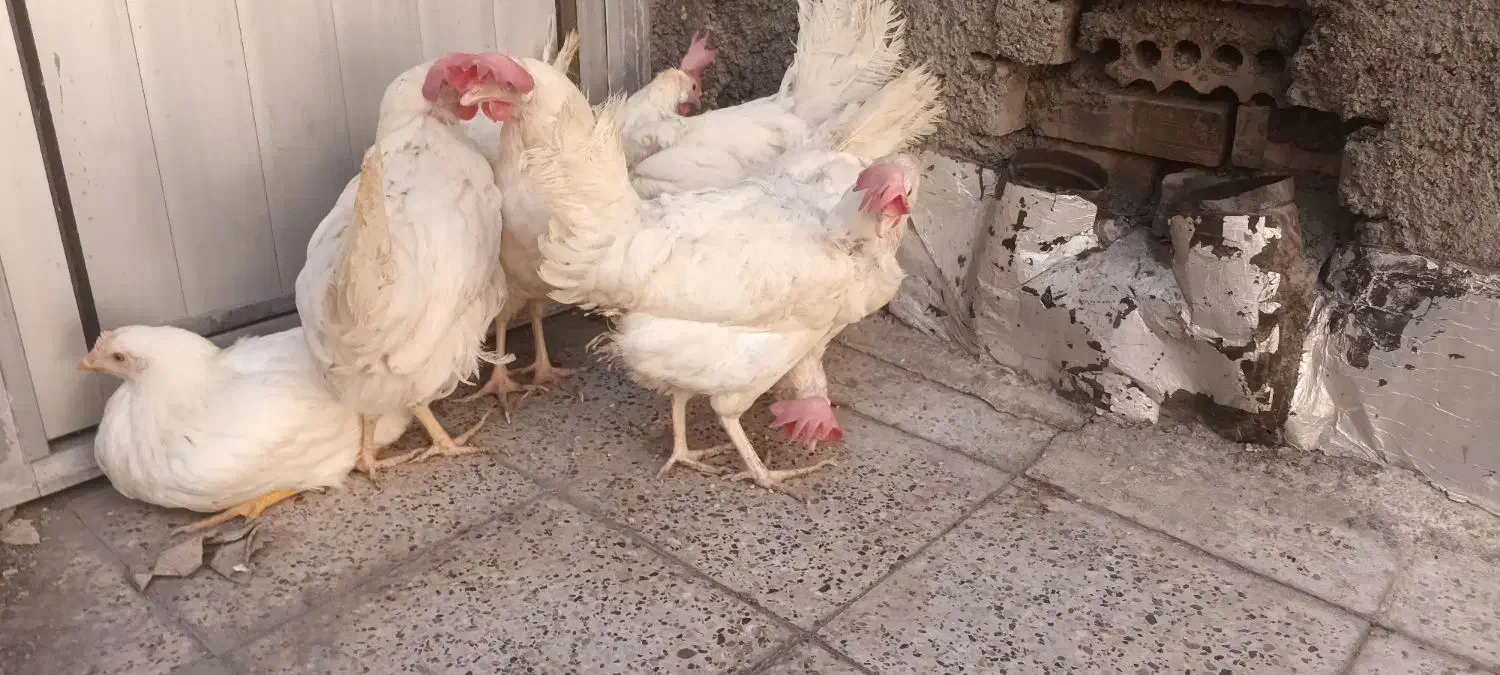 مرغ جوان تخم گذار|حیوانات مزرعه|مشهد, ایثار|دیوار