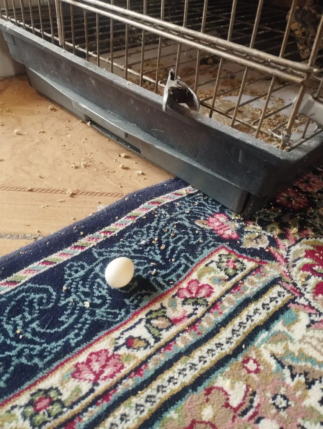 معاوضه ۲ عروس هلندی|پرنده|ری, دیلمان|دیوار