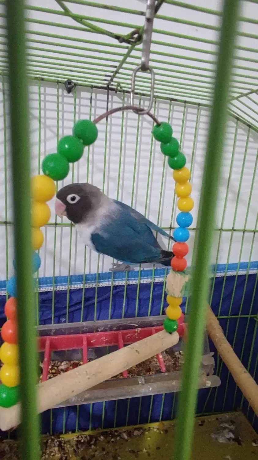 طوطی برزیلی نر|پرنده|جم, |دیوار