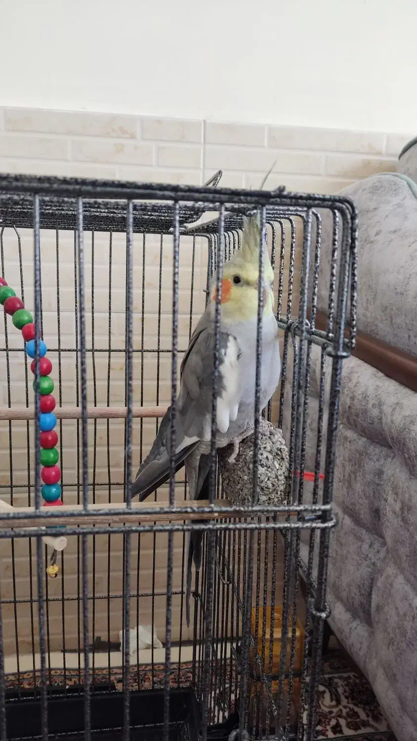 عروس هلندی سخنگو|پرنده|بروجن, |دیوار