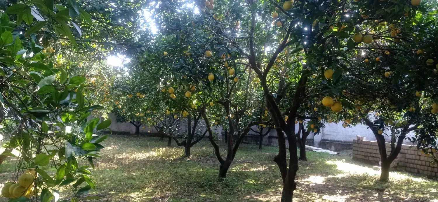 پرتغال و نارنج|خوردنی و آشامیدنی|دابودشت, |دیوار