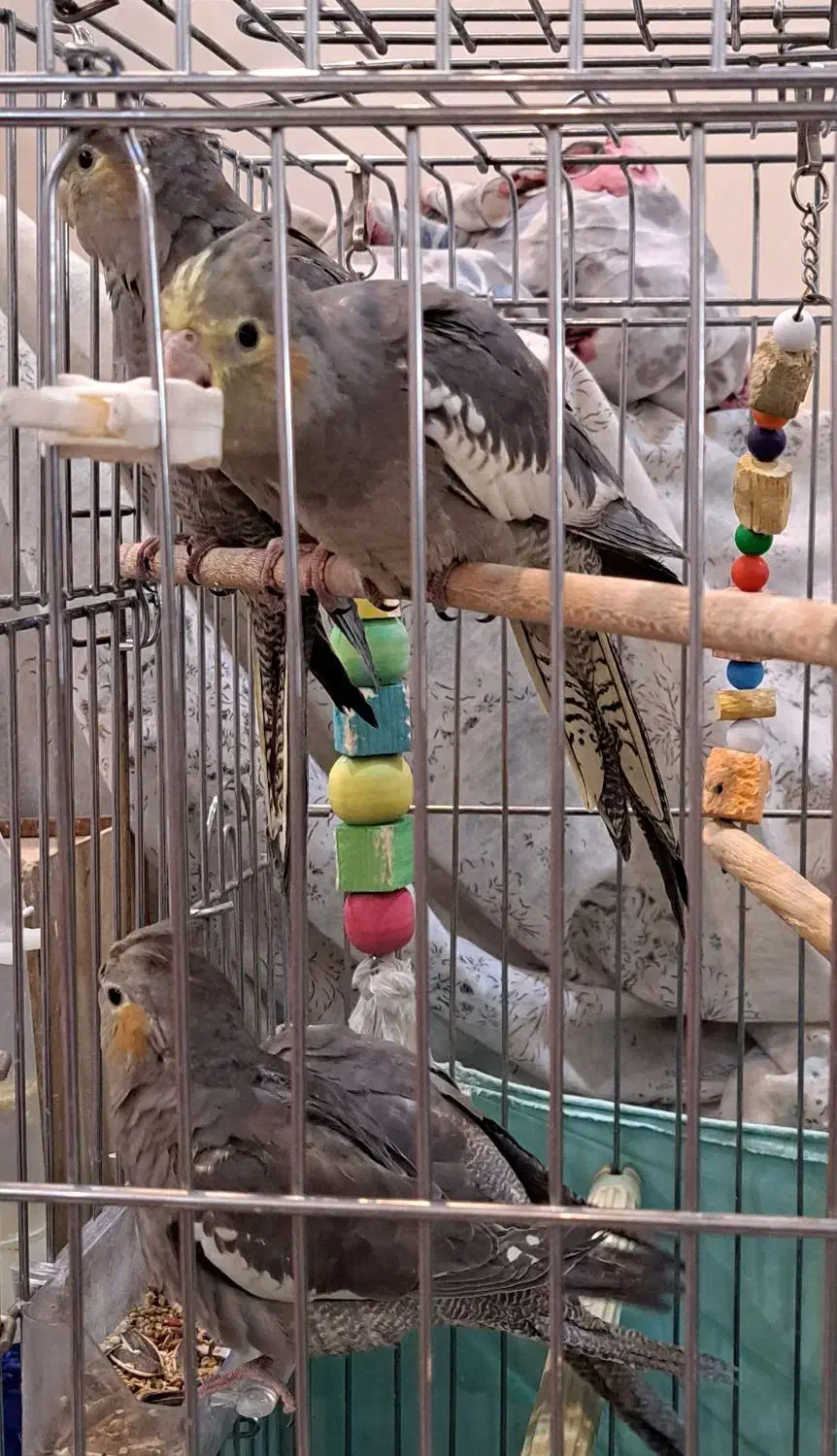 عروس هلندی دستی بازیگوش پرنده تزئینی جوجه|پرنده|تهران, تهرانپارس شرقی|دیوار