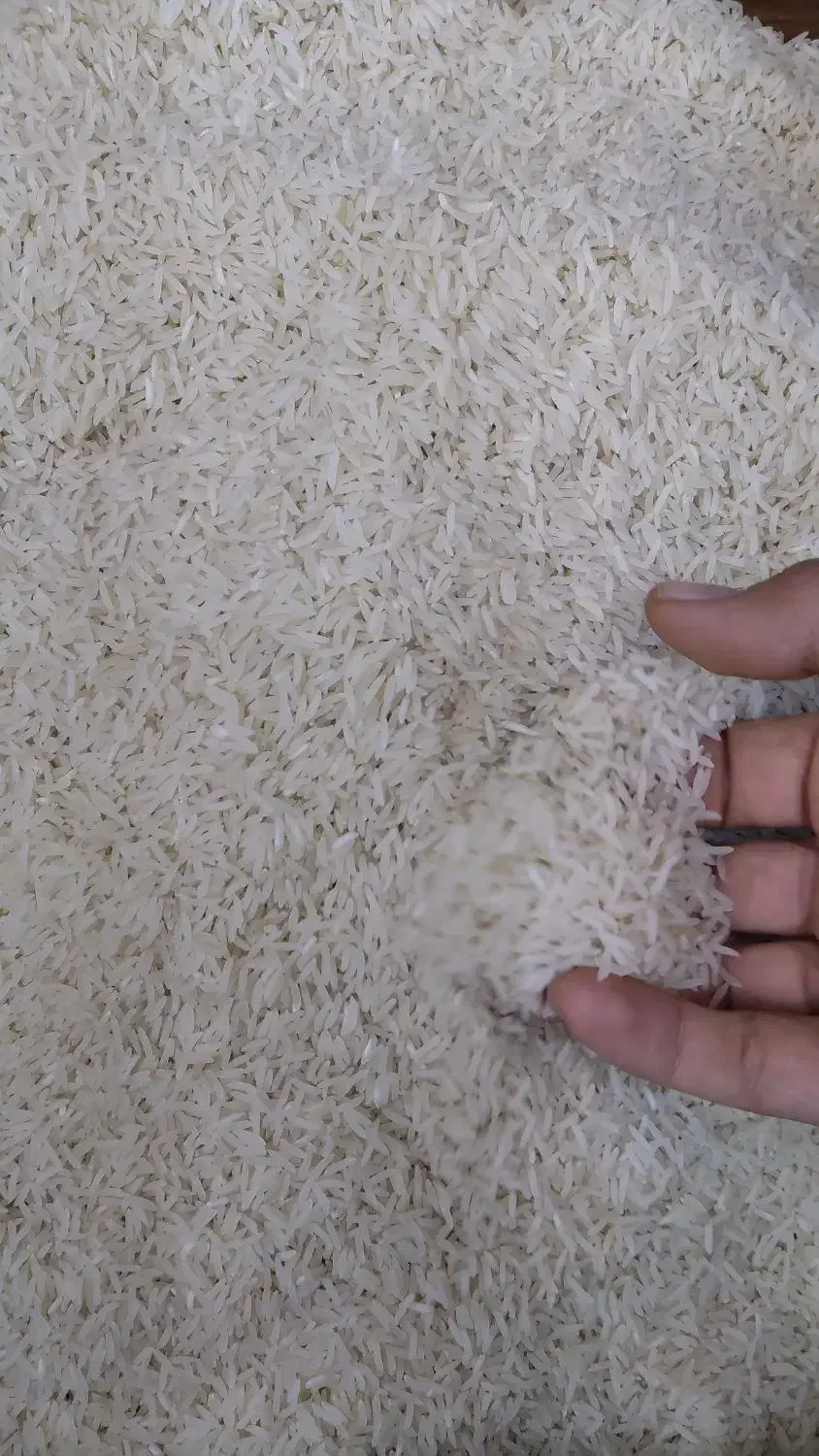 برنج معطر گلچین ایرانی به شرط|خوردنی و آشامیدنی|فردیس, فردیس|دیوار