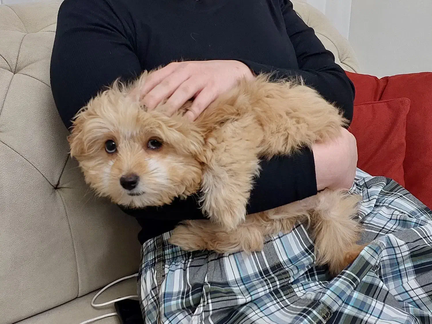 پودل کراس|سگ|مشهد, شهرآرا|دیوار