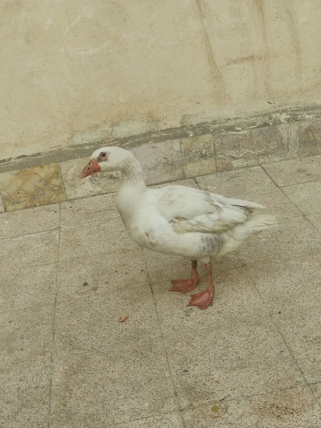 قوغاز|حیوانات مزرعه|مشهد, نیزه|دیوار