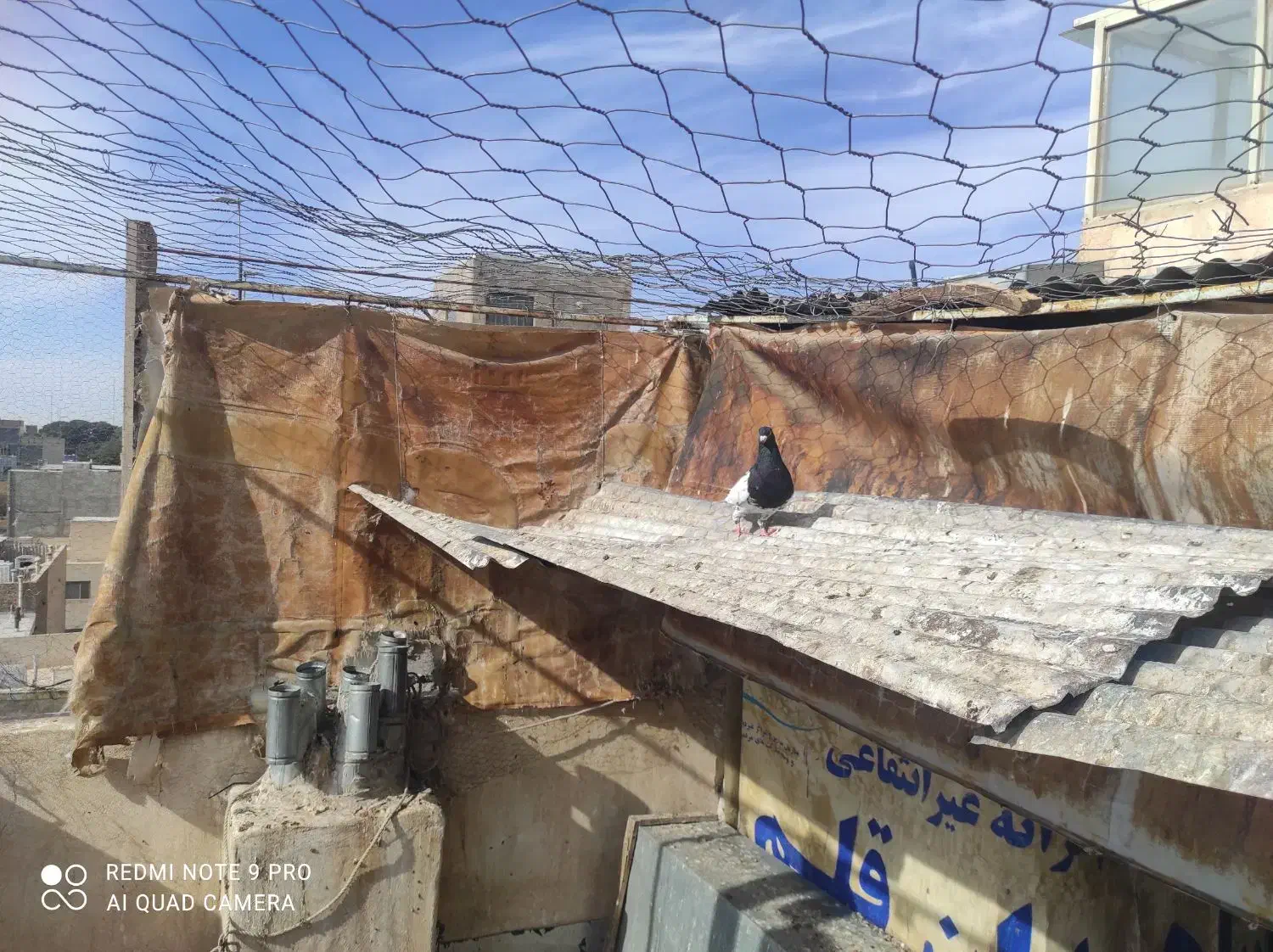 کبوتر|پرنده|سبزوار, عظیمیان|دیوار