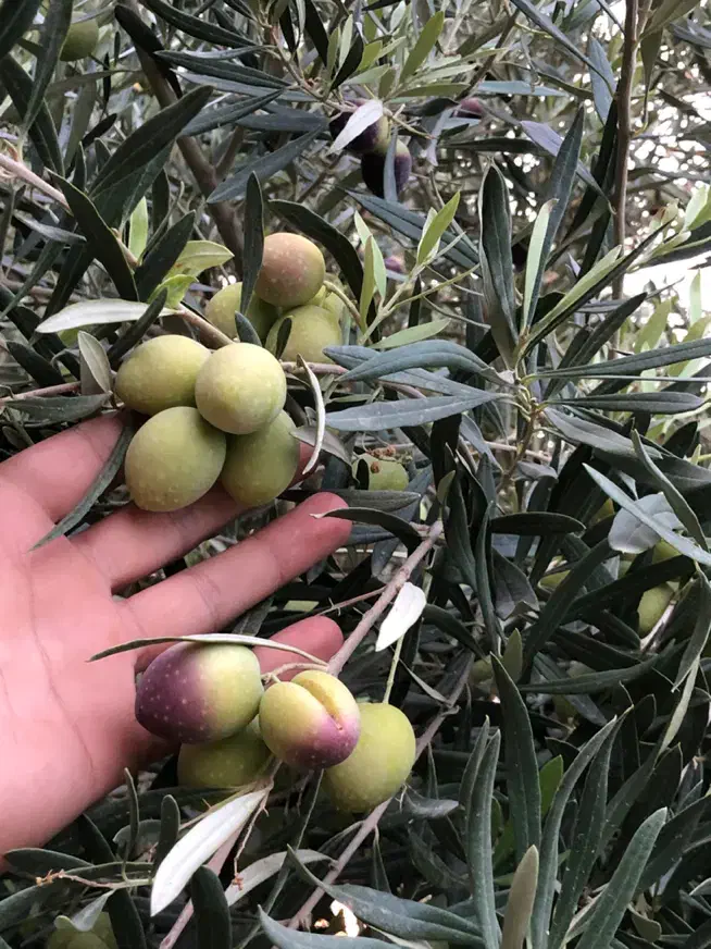 فروش عمده انواع زیتون و روغن‌زیتون و سیر ترشی|عمده‌فروشی|شیراز, بازار|دیوار